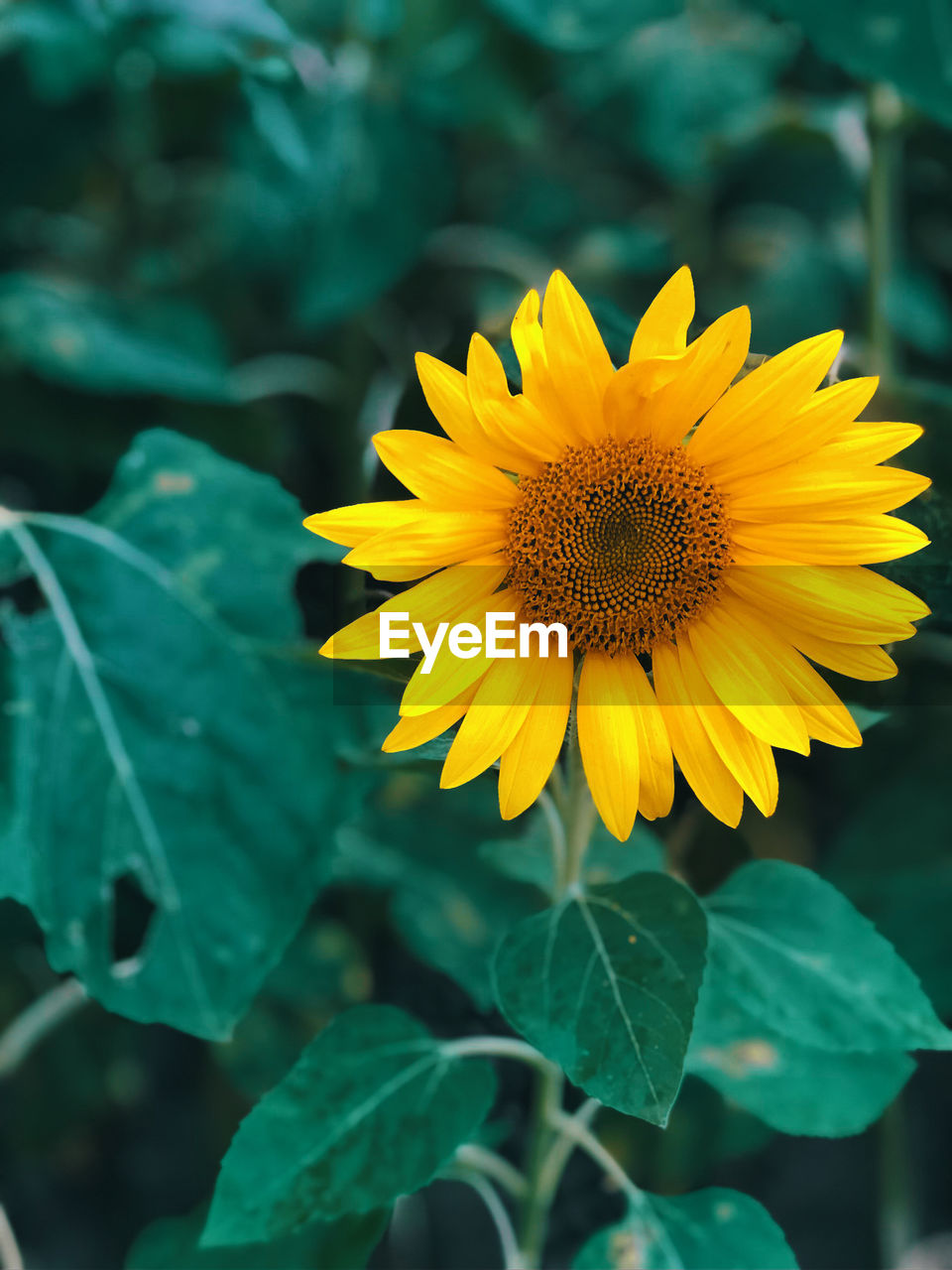 Close-up of yellow sunflower