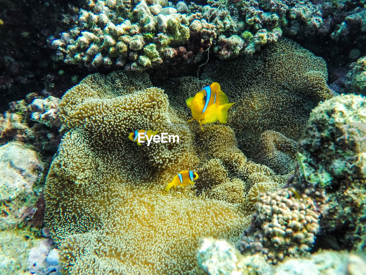 Yellow clown fish swimming in sea