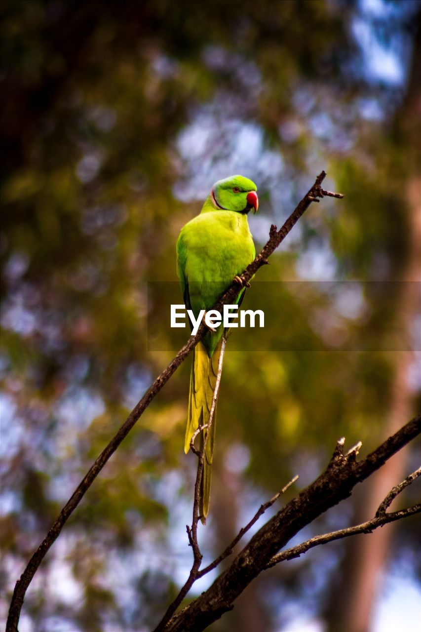 low angle view of parrot perching on branch