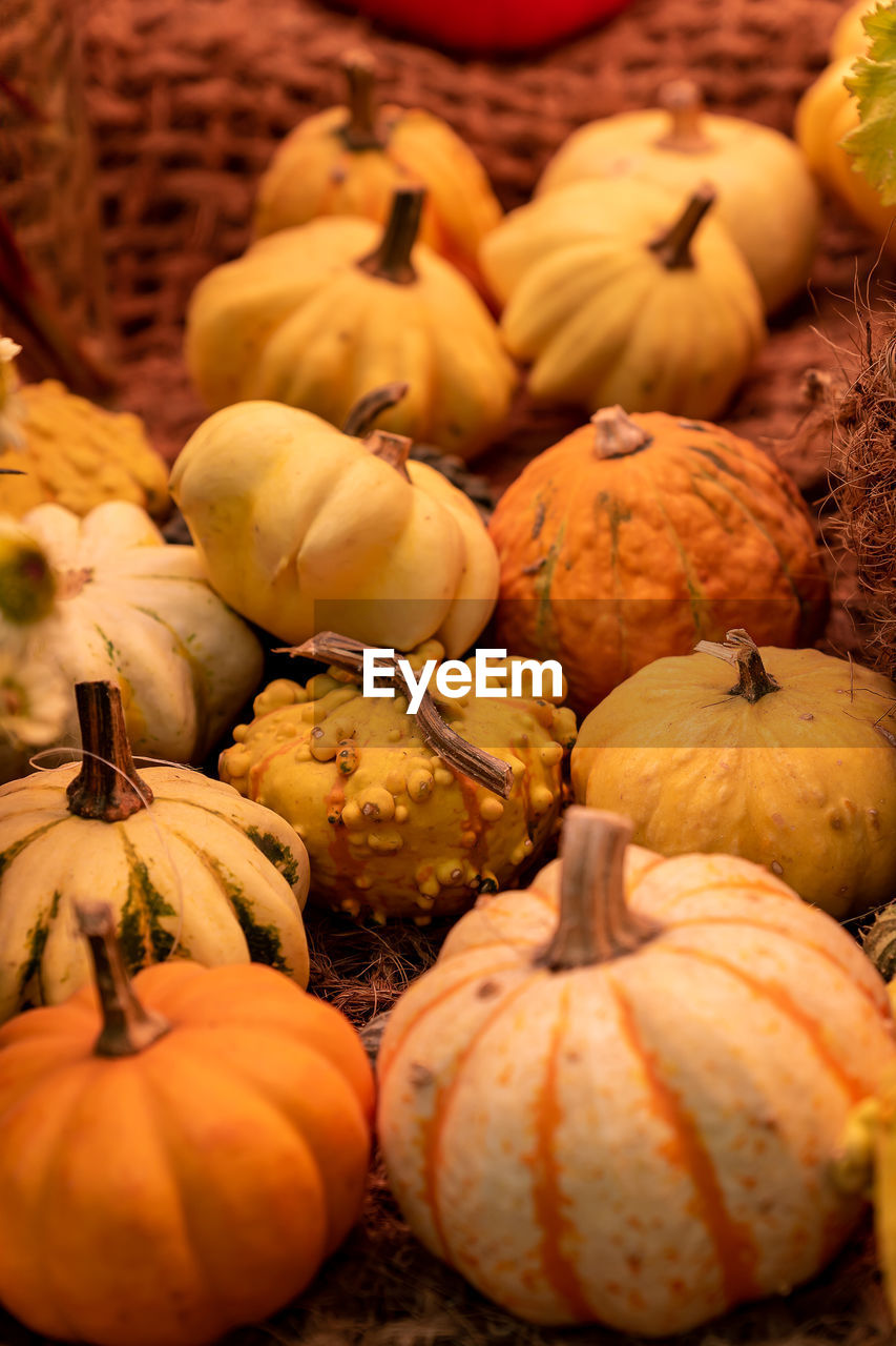Autumn pumpkin background. close up of mini pumpkins at farmers market.