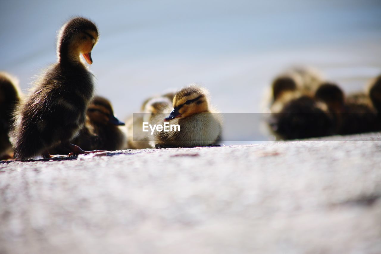 A tiny duckling sitting in the sunshine