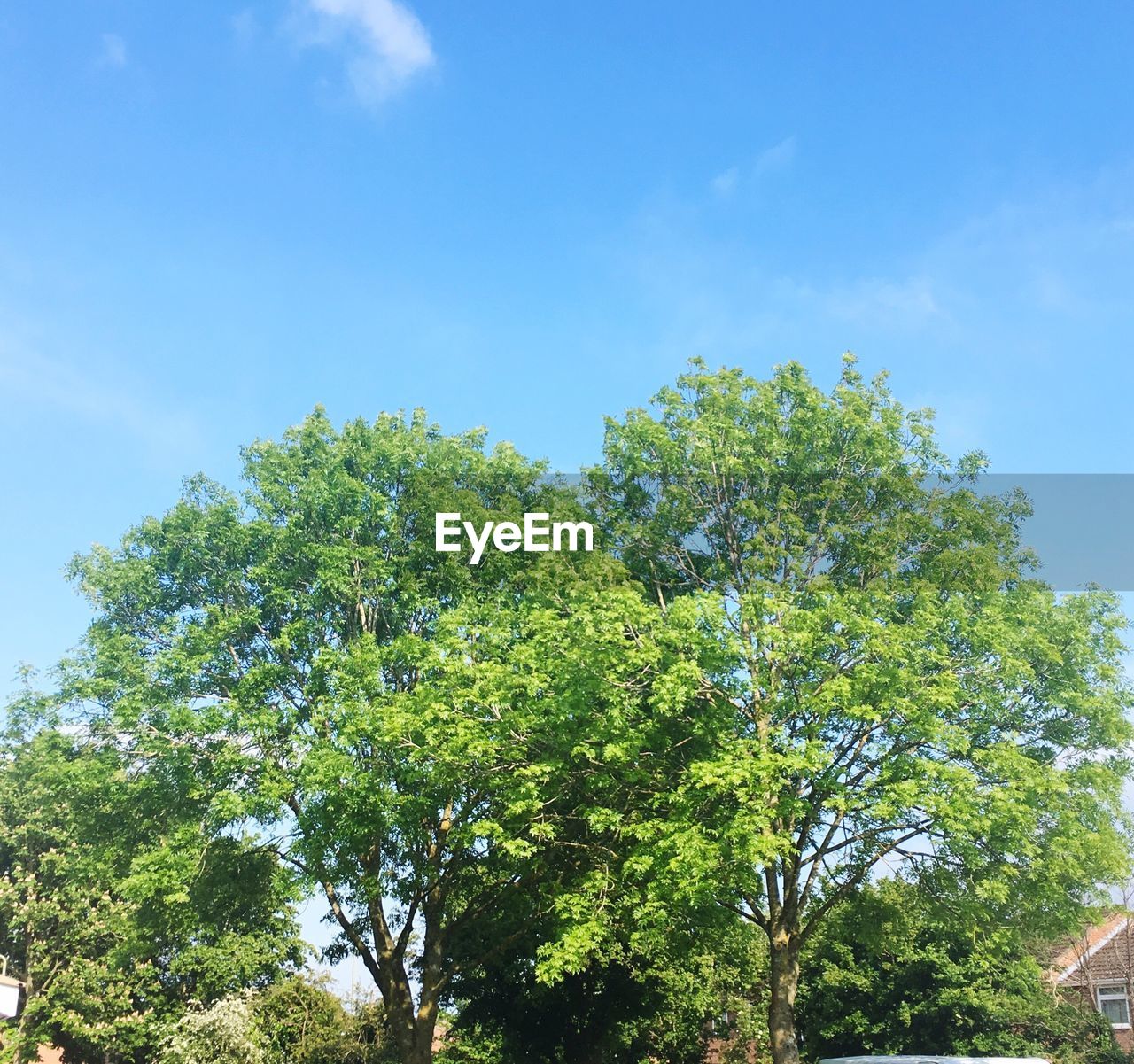 Low angle view of trees against blue sky