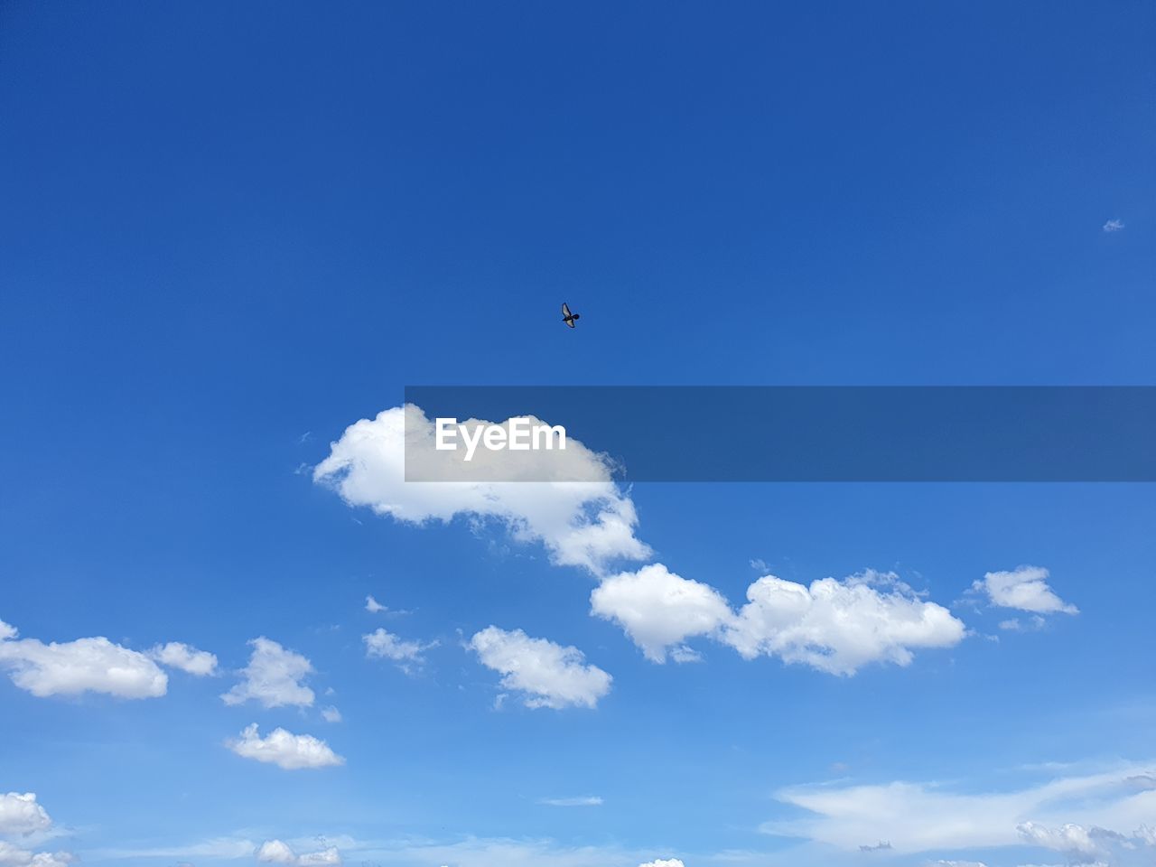 LOW ANGLE VIEW OF A BIRD FLYING IN SKY
