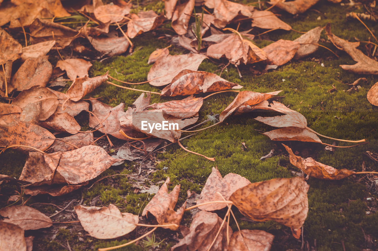 High angle view of dry maple leaves on land