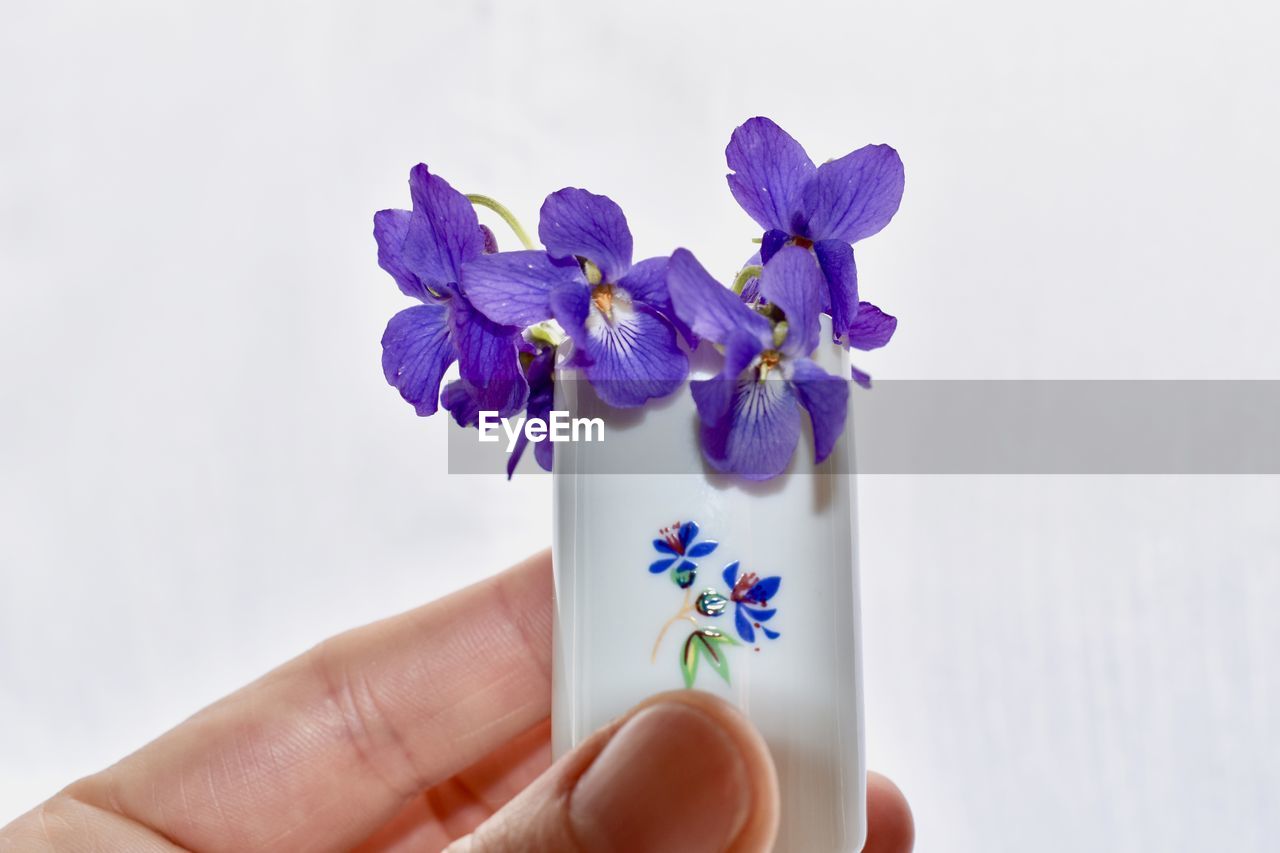 CLOSE-UP OF HAND HOLDING PURPLE FLOWER AGAINST WHITE BACKGROUND