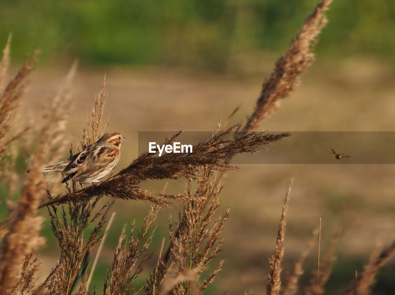 CLOSE-UP OF A BIRD FLYING OVER A LAND