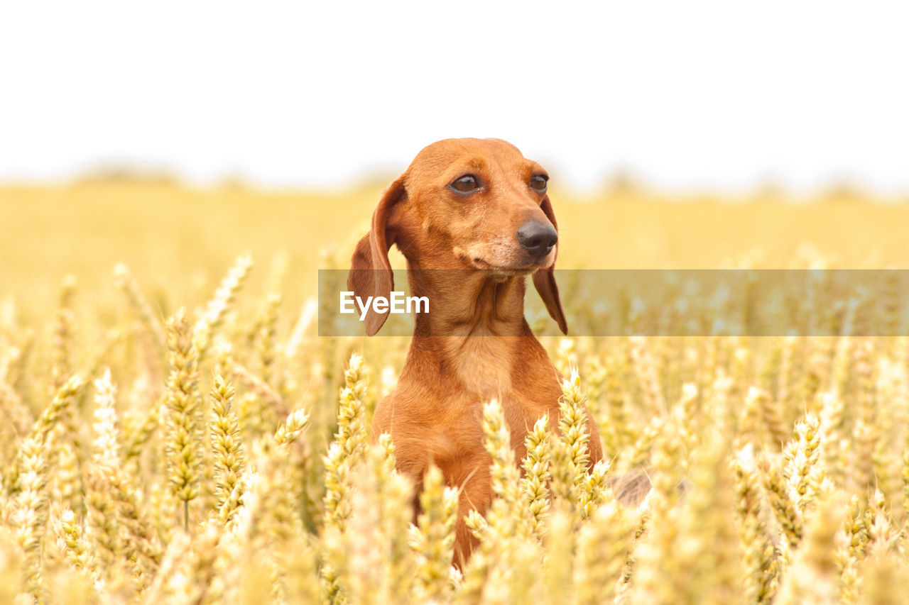 VIEW OF DOG ON FIELD