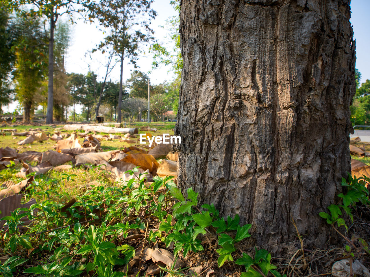 VIEW OF A TREE TRUNK