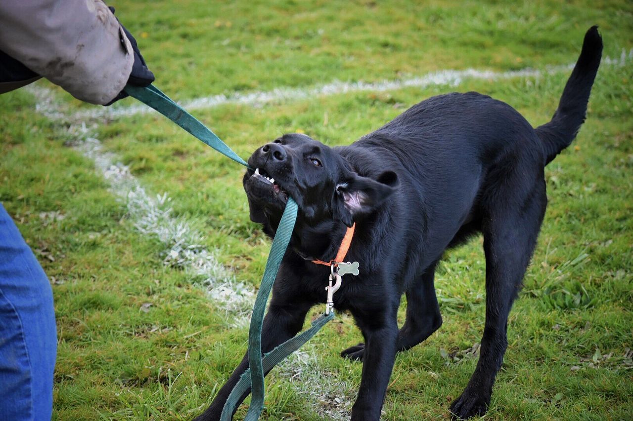 Person playing with black labrador on field