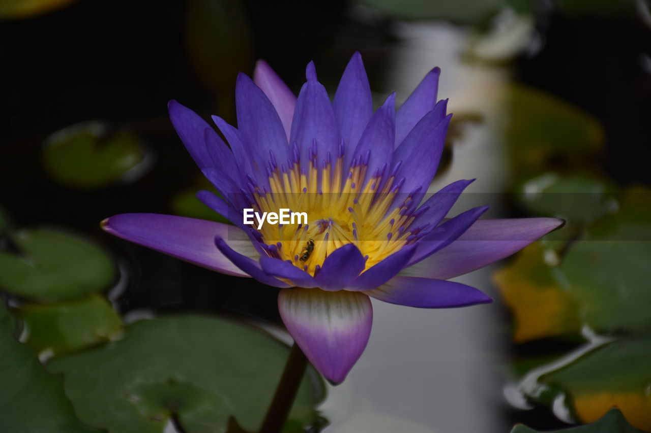 CLOSE-UP OF WATER LILY