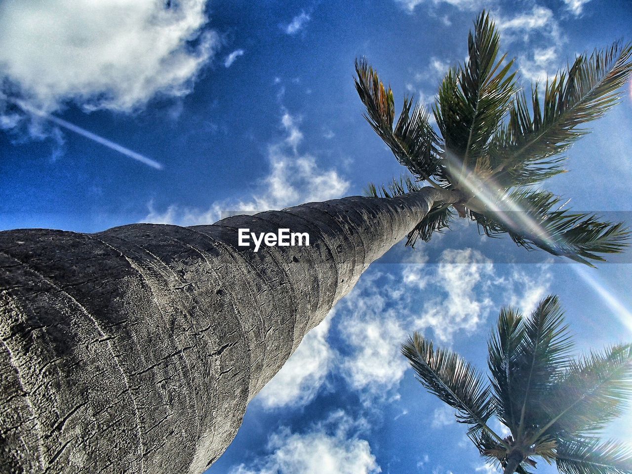 Low angle view of palm tree growing against sky