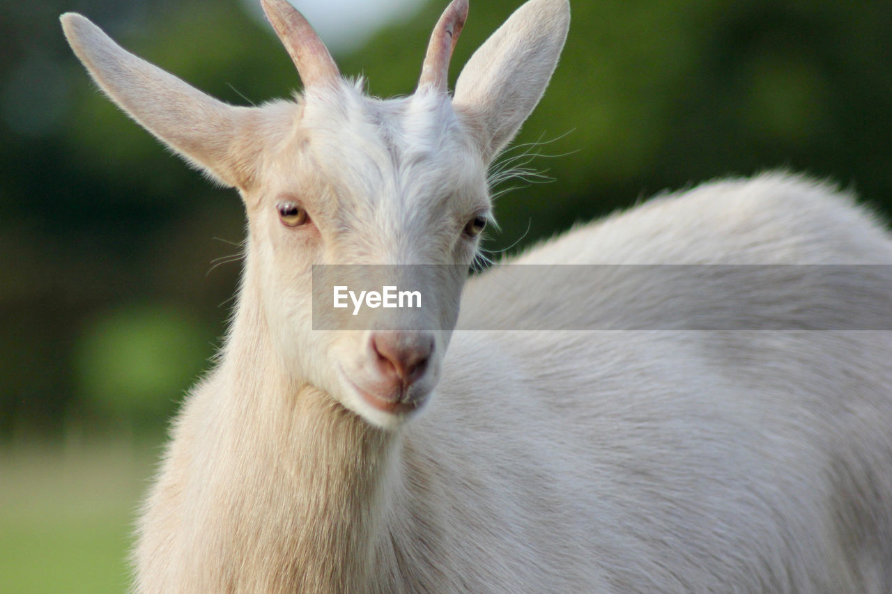 Close-up portrait of goat standing on field