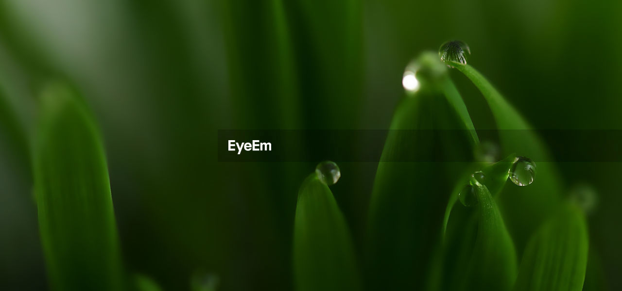 green, plant, beauty in nature, growth, grass, nature, close-up, freshness, water, macro photography, drop, no people, plant part, leaf, wet, moisture, flower, dew, selective focus, fragility, tranquility, outdoors, day, blade of grass, focus on foreground, plant stem, sunlight, purity, environment