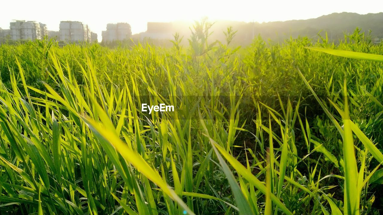 CROPS GROWING ON FARM