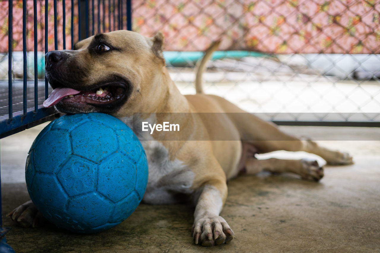 DOG PLAYING WITH BALL IN MOUTH ON FLOOR