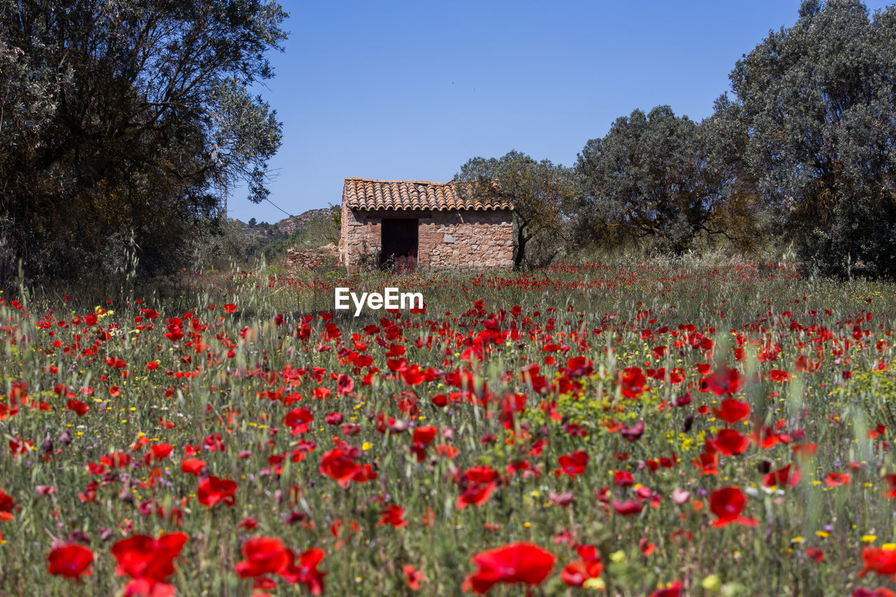 RED POPPY FLOWERS ON FIELD