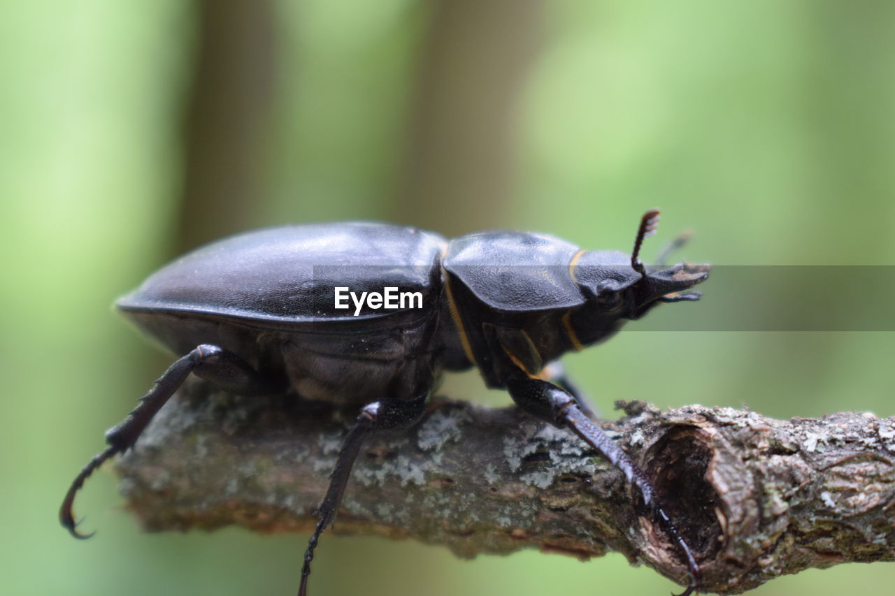 CLOSE-UP OF INSECT ON LEAF