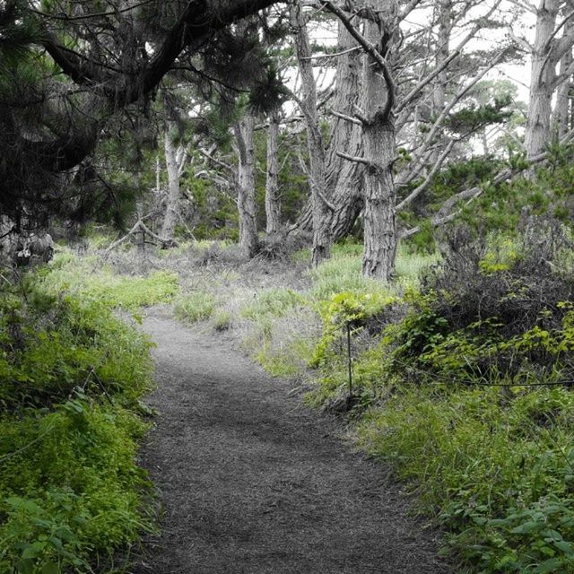 Walkway through bare trees in woods