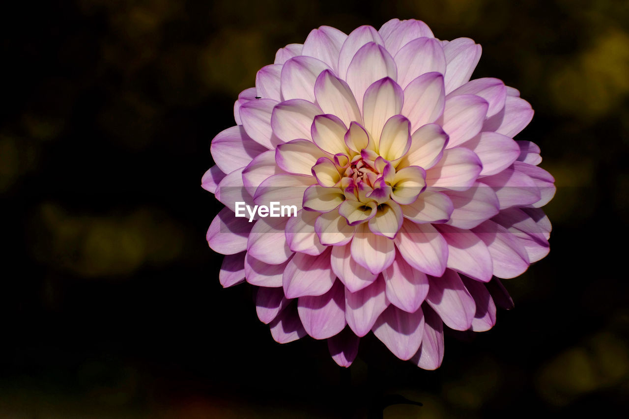 Close-up of pink dahlia flower