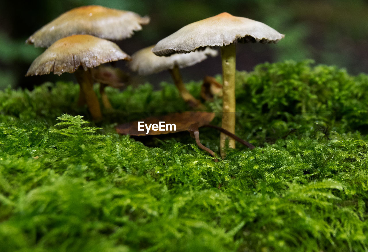 Mushrooms and moss growing at forest