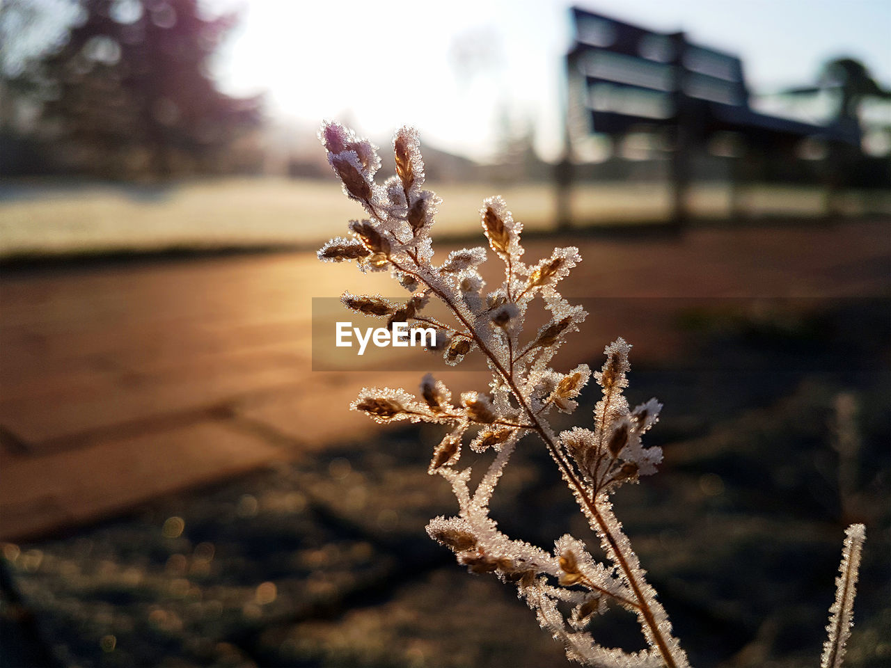 CLOSE-UP OF SNOW ON PLANT DURING WINTER