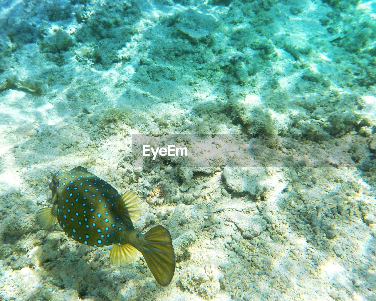 HIGH ANGLE VIEW OF STARFISH ON SEA