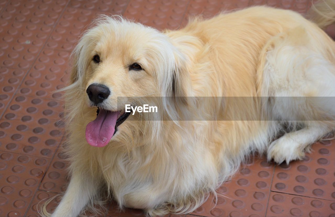 Close-up of dog sitting on floor