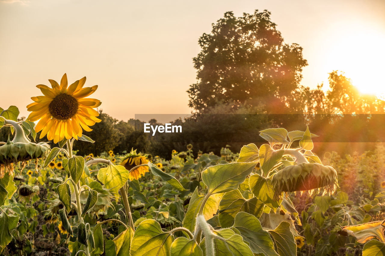 View of sunflower on field against sky during sunset