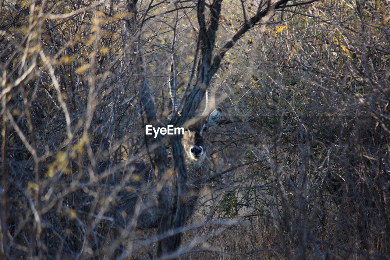 Startled waterbuck antelope in african bush kobus ellipsiprymnus