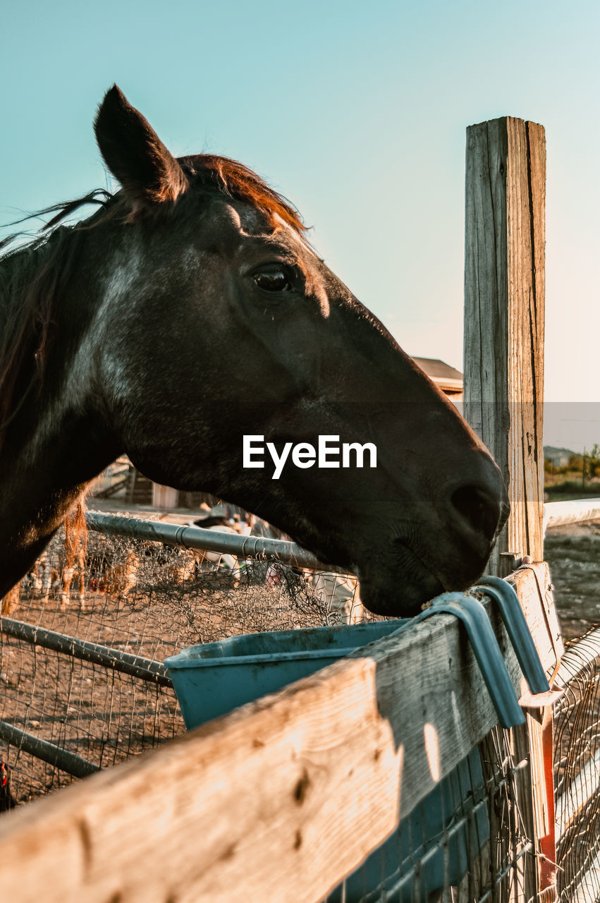 Horse eating at a farm during sunset in killeen, texas