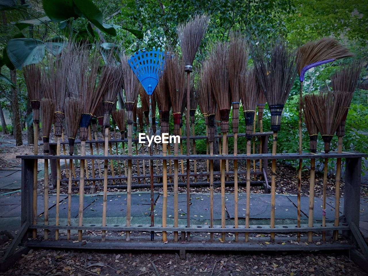 PLANTS GROWING ON FIELD BY FENCE