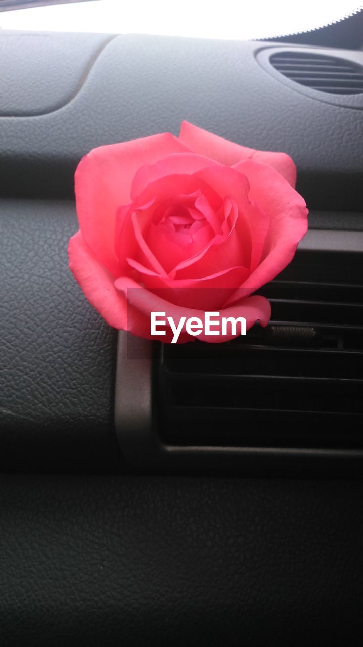 CLOSE-UP OF PINK ROSE ON FLOOR