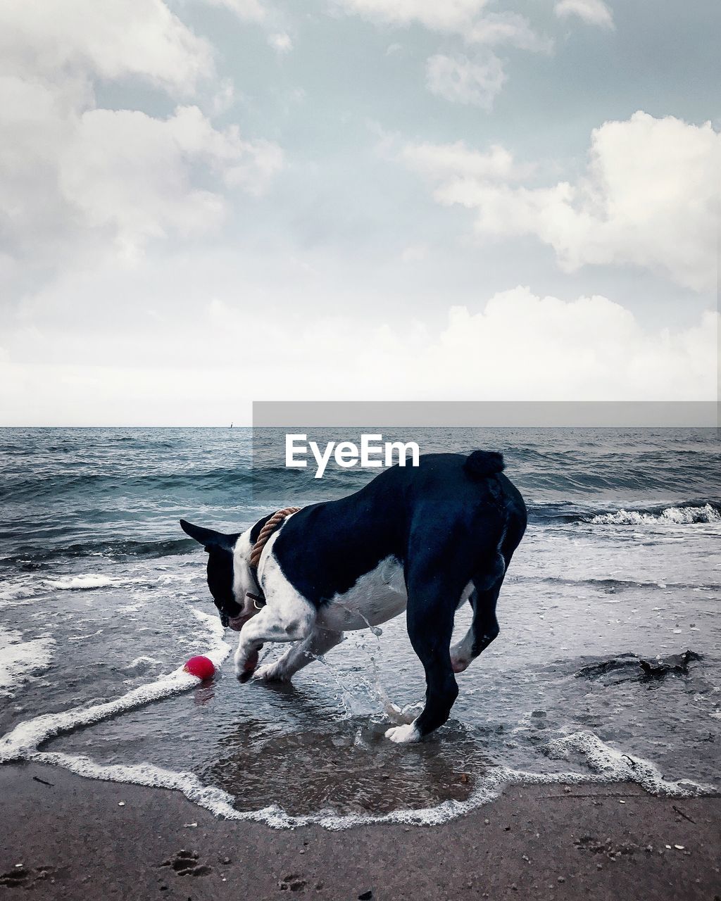 DOG ON BEACH AGAINST SEA