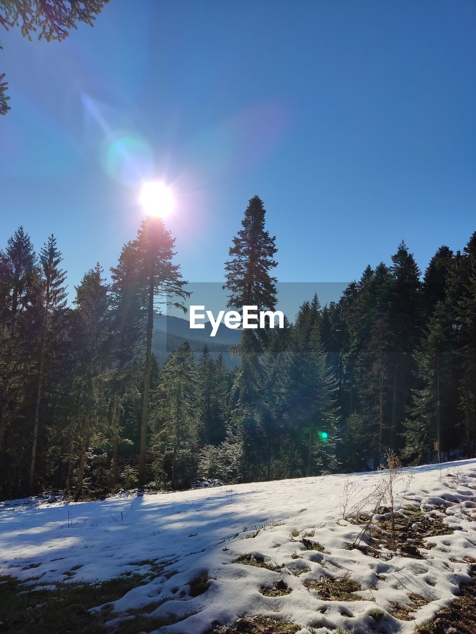 reflection, tree, sky, plant, nature, sunlight, blue, low angle view, lens flare, no people, beauty in nature, sun, light, sunbeam, outdoors, day, winter, tranquility, scenics - nature, clear sky, growth, sunny, cloud