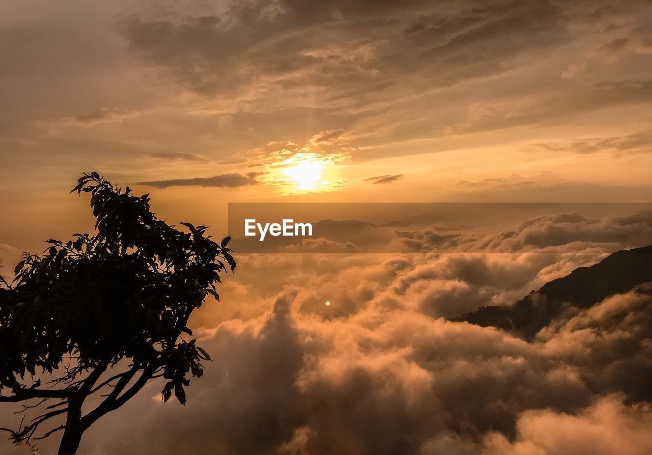 LOW ANGLE VIEW OF SILHOUETTE TREES AGAINST ORANGE SKY