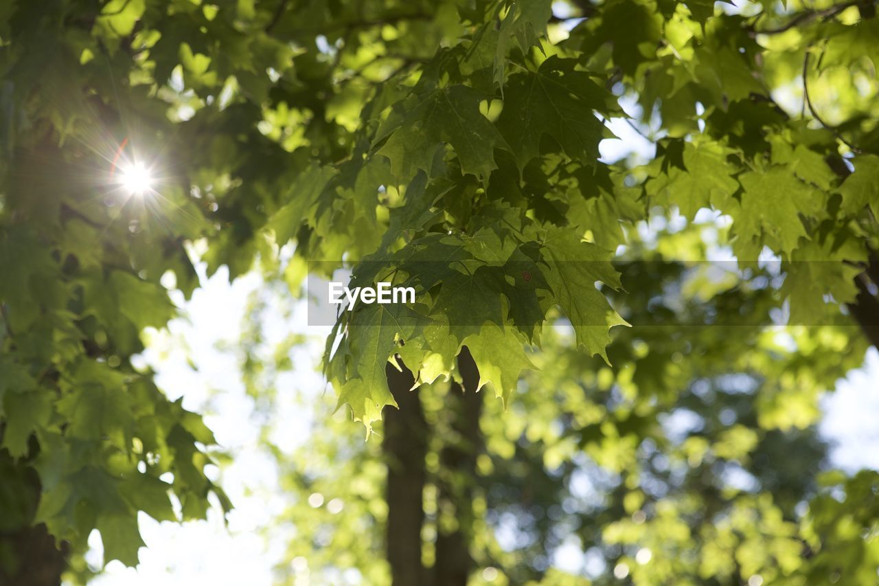 LOW ANGLE VIEW OF TREE AGAINST SUNLIGHT