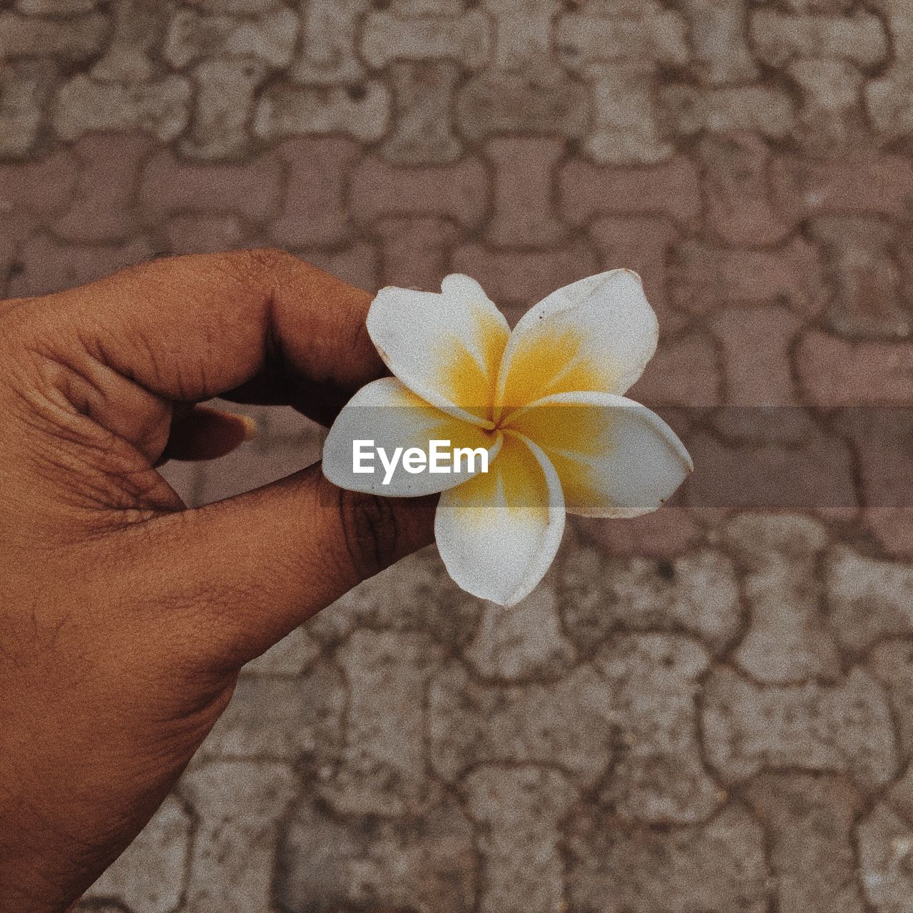 CLOSE-UP OF HAND HOLDING WHITE ROSE