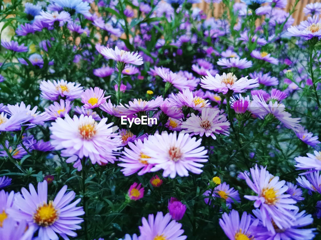 HIGH ANGLE VIEW OF PURPLE DAISIES ON FIELD