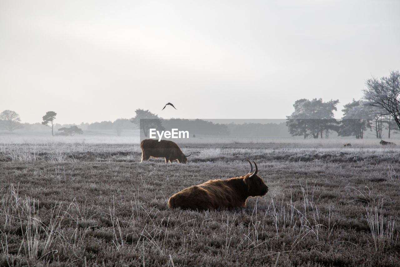 American bison on field against sky during winter