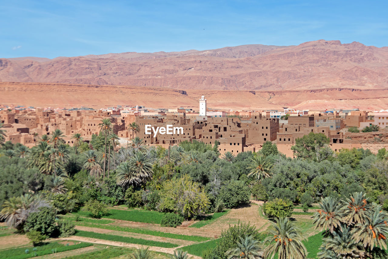 Oasis in the dade valey in morocco africa