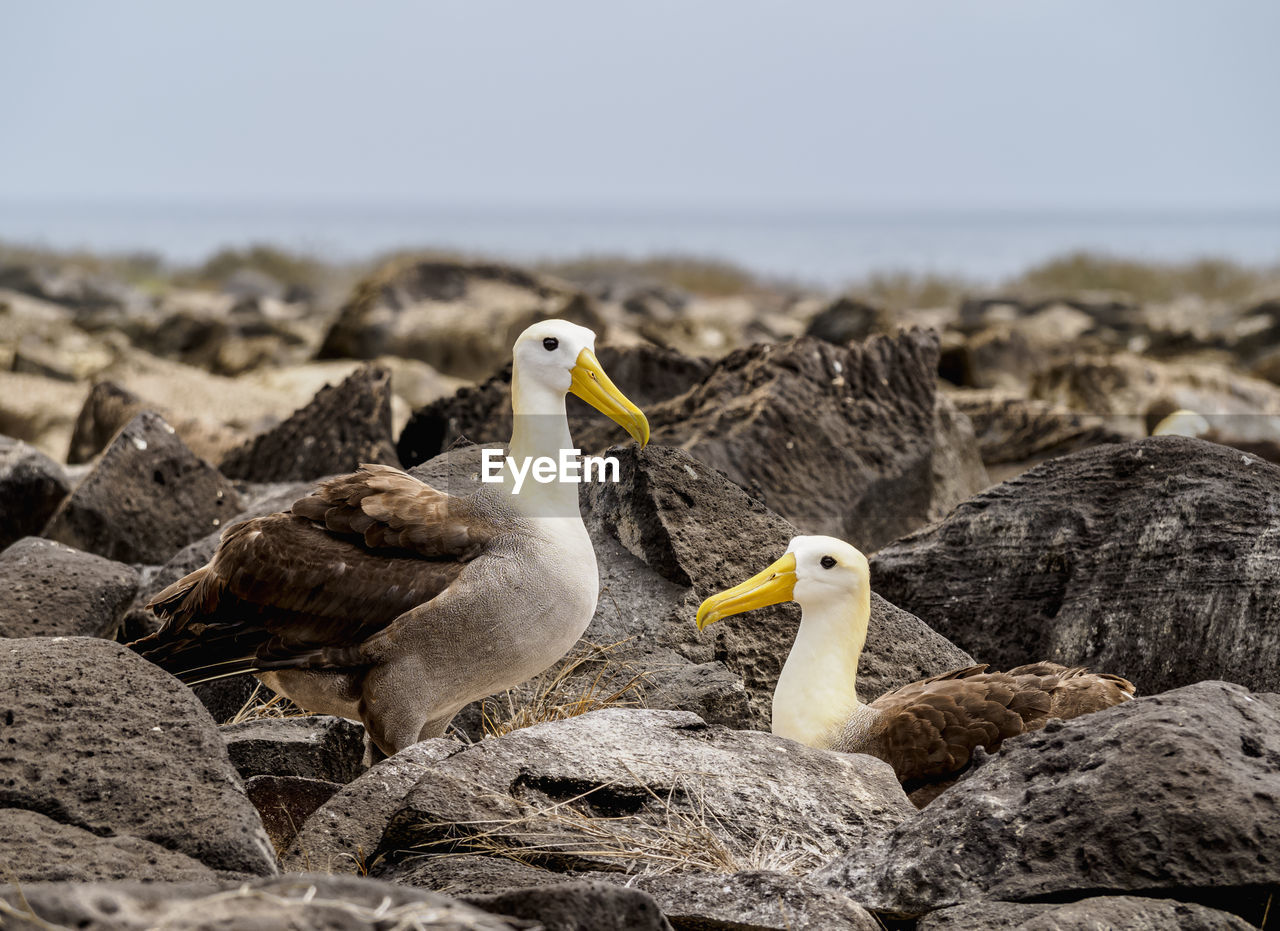 HIGH ANGLE VIEW OF SEAGULL ON ROCK