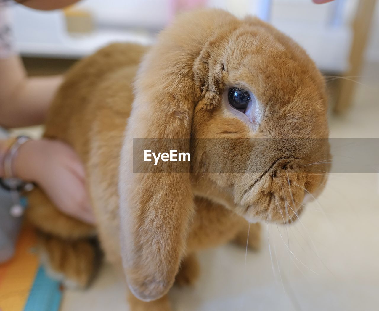 CLOSE-UP OF PERSON HAND HOLDING RABBIT AT HOME