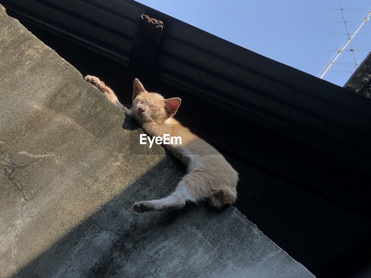 HIGH ANGLE VIEW OF A CAT
