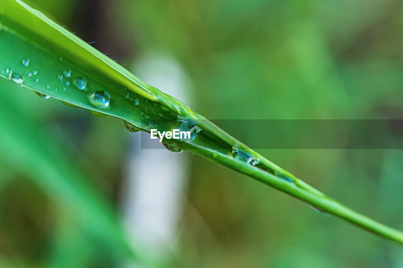 drop, green, water, wet, plant, nature, close-up, grass, dew, plant part, leaf, blade of grass, no people, rain, moisture, focus on foreground, beauty in nature, environment, insect, growth, plant stem, macro photography, selective focus, outdoors, macro, freshness, day, flower, animal themes, animal, purity