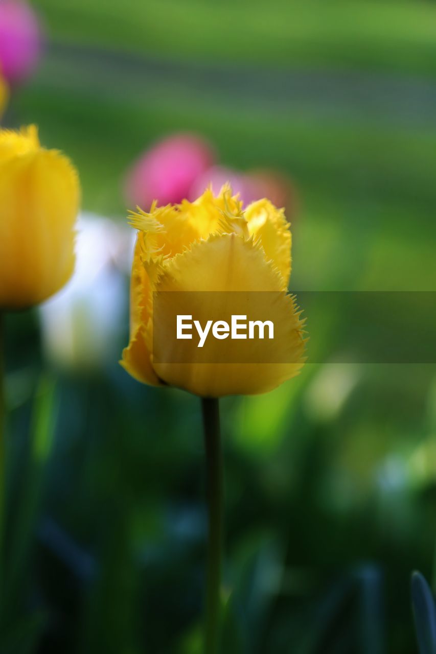 Close-up of yellow flowering plant