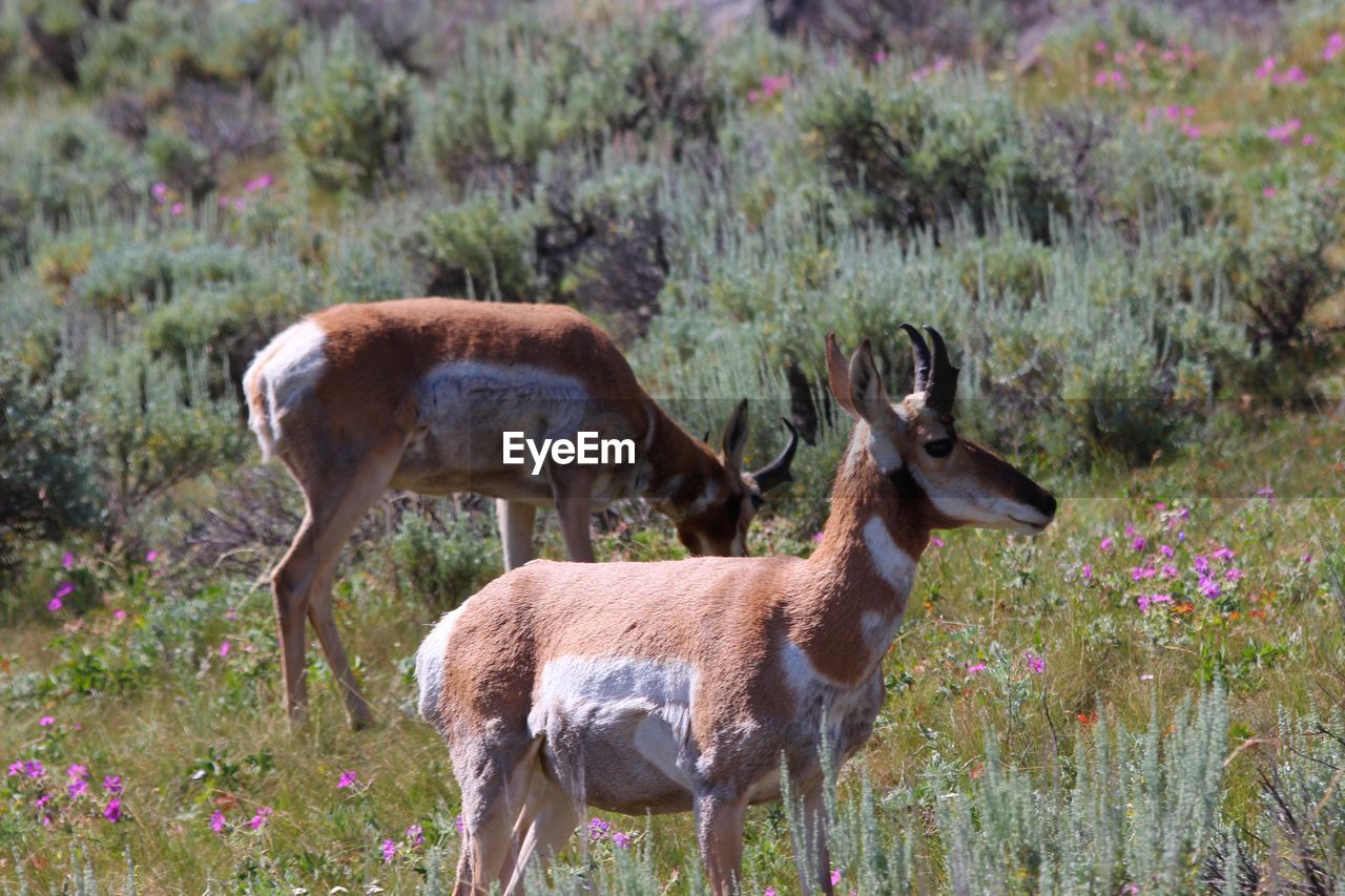 Deer on grassy field