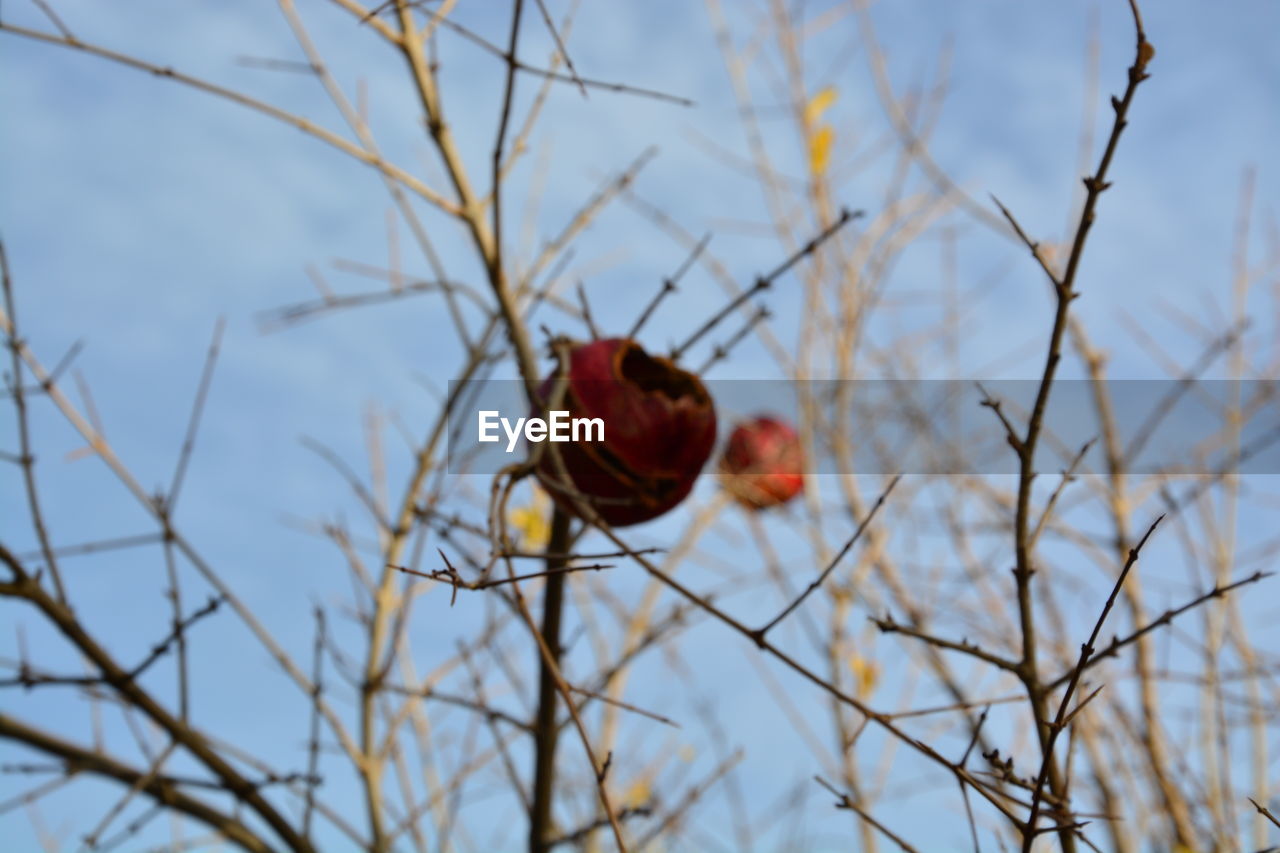 CLOSE-UP OF RED BERRIES ON TREE