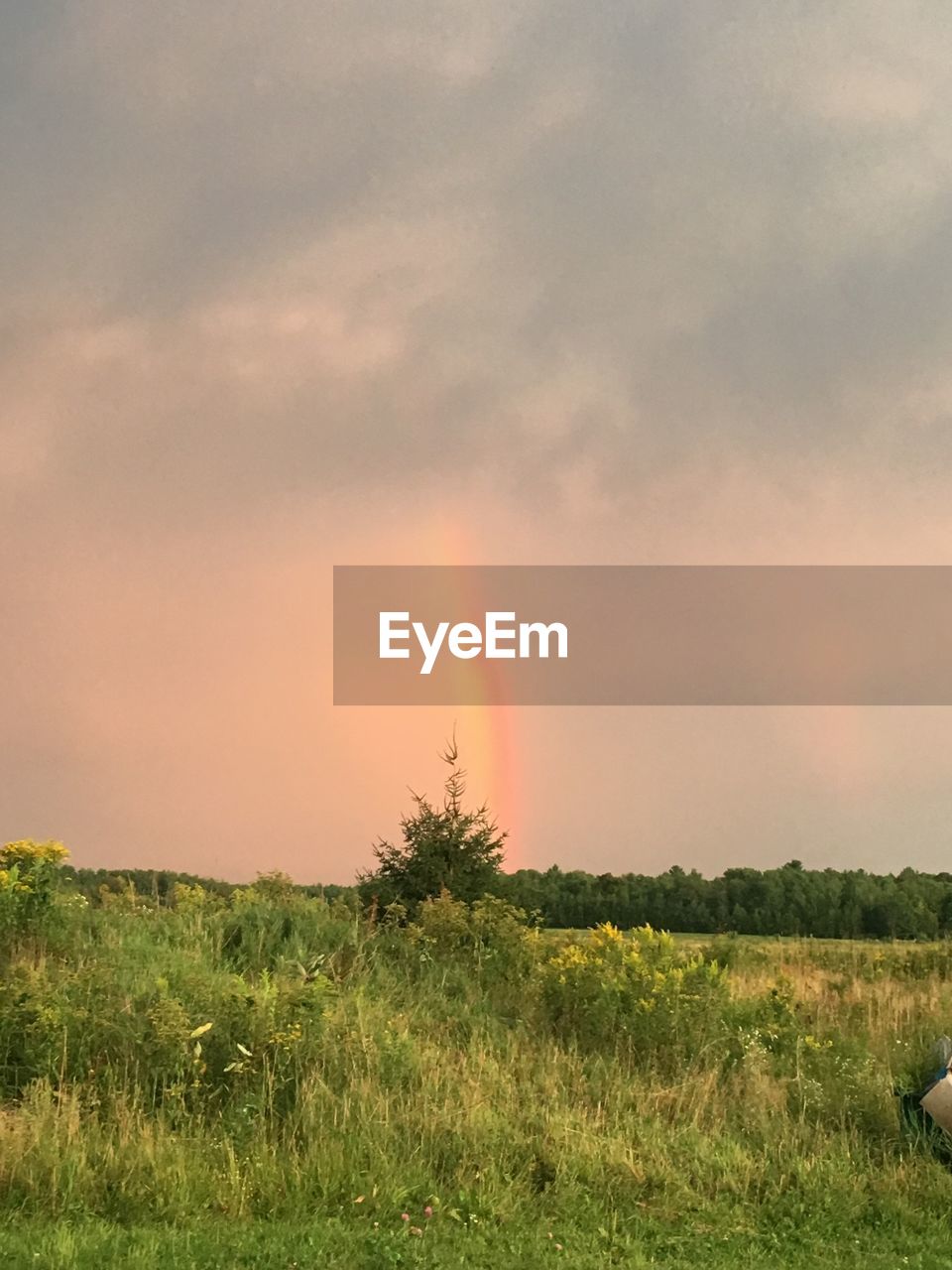 Scenic view of field against sky during sunset