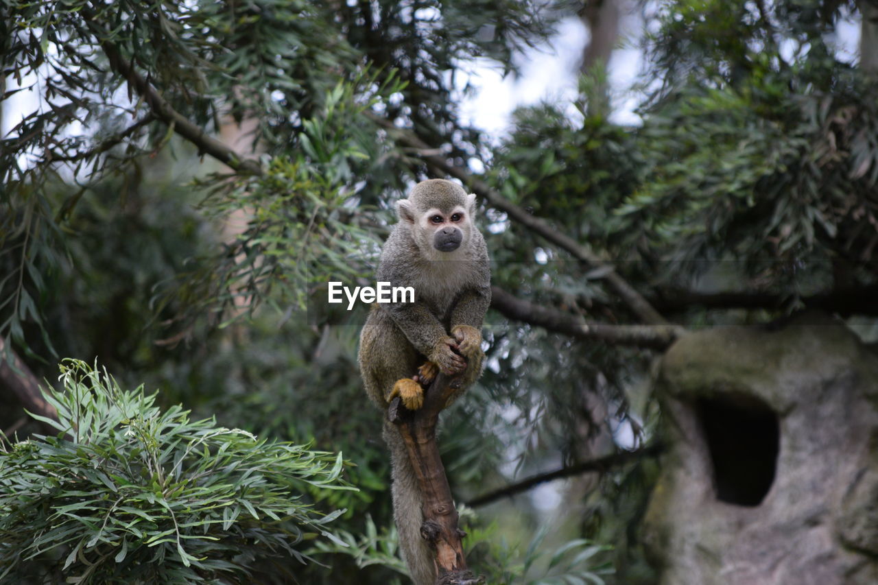 Monkey on tree branch