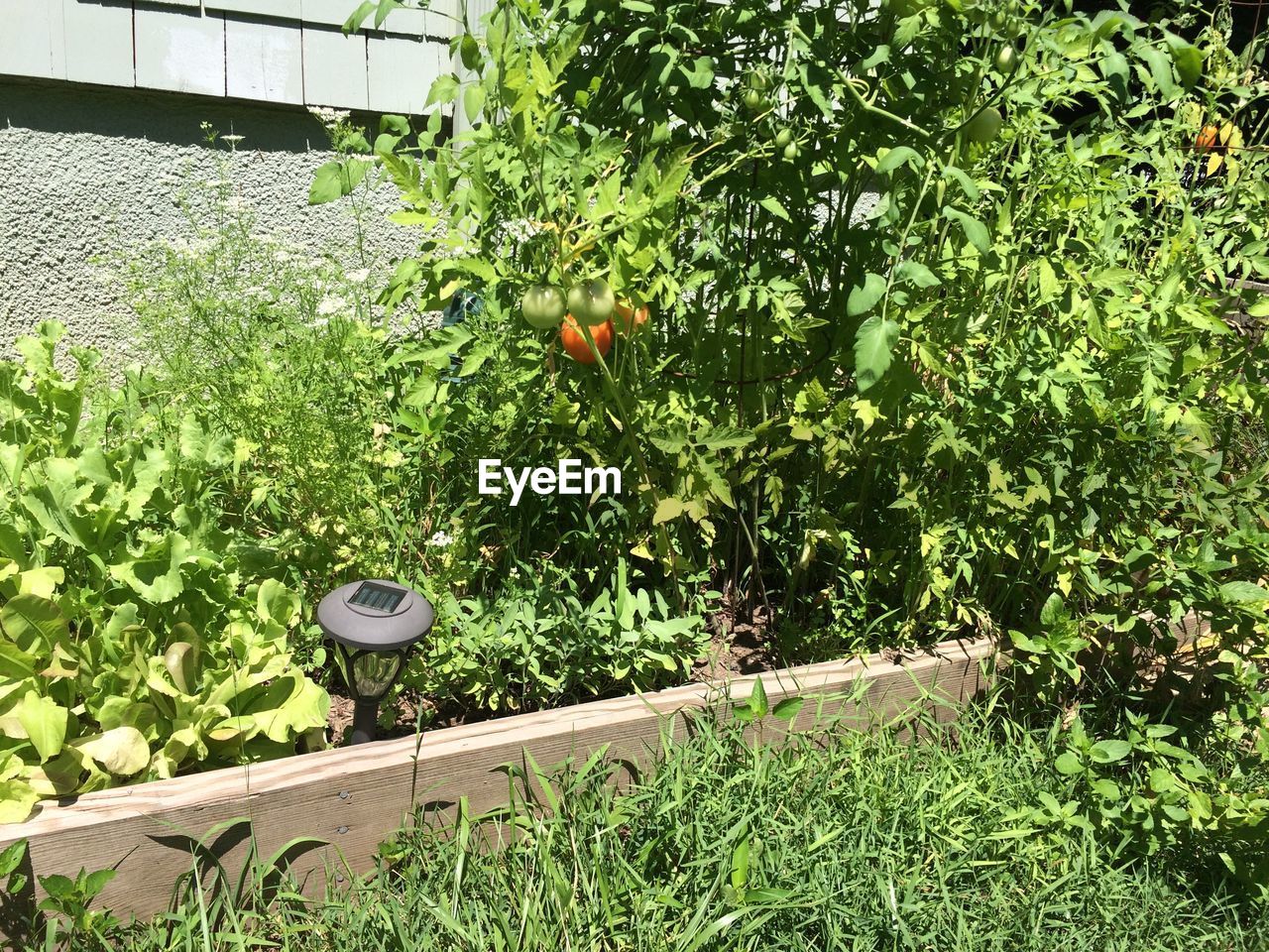 TREES GROWING IN GARDEN